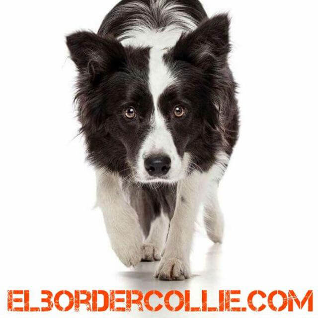 El Border Collie