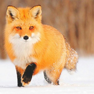 White Fox Society