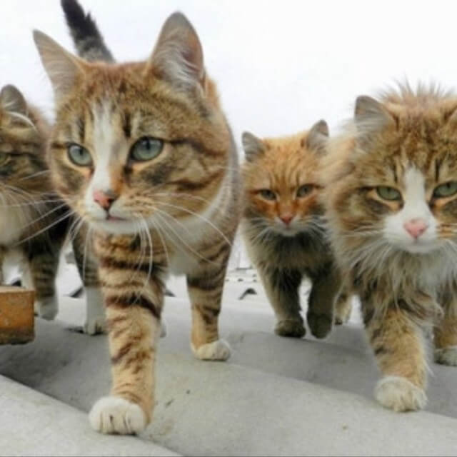 تعليم الانجليزية 