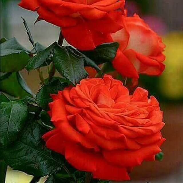 حـ,ـسـ,ـآۅيـ,ـهـ,ـ