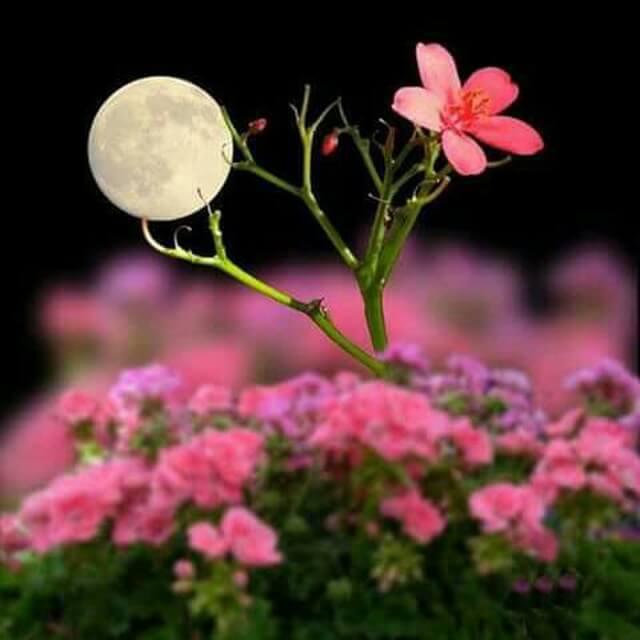 سورين متغربين بلمحبة متجمعين