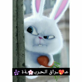 كروب بس بنااااات